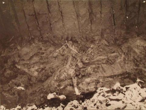 Tollund Man in the Bog