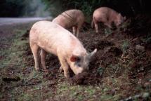 Pigs Eating - Their Daily Chores