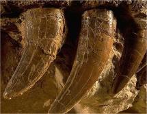 T. rex Sue - Teeth Close-up