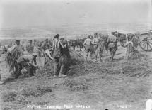 War Horse - Feeding Horses Near the Front