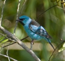 Iguazu Falls - Blue Dacnis