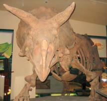 Triceratops