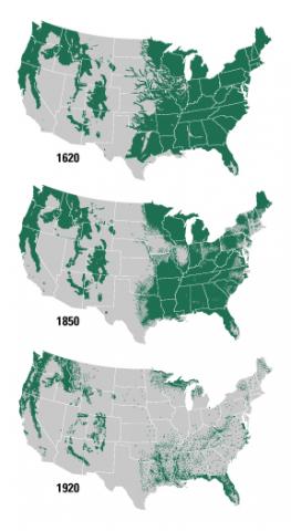 American Deforestation STEM American History Geography Ethics Disasters