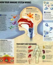 Immune System - How It Works