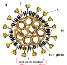 What about the Structure of COVID-19 Can Cause It to Fall Apart?