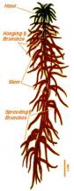 Sphagnum
