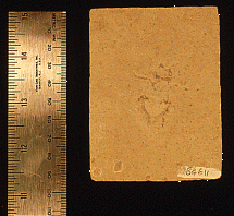 Solnhofen Fossils - Preserved Beetle