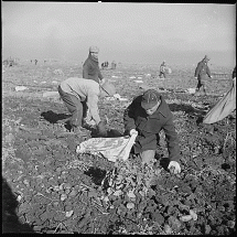 Harvesting Potatoes at Tule Lake