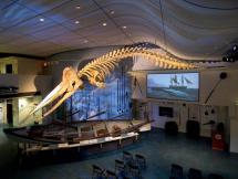 Sperm Whale Skeleton at Nantucket Museum