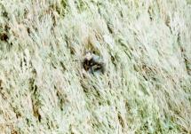 Elephant Grass of Vietnam