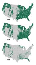 American Deforestation