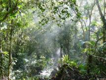 Atlantic Forest - Sunlight Through the Canopy