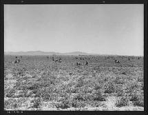 Pea Pickers