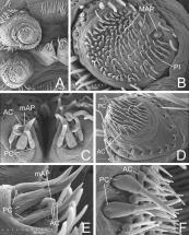 Glands and Spinnerets of Siena, Italy Filistata Insidiatrix