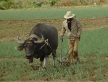 Water Buffalo