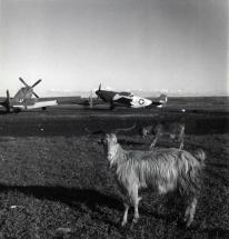 Red Tails - Ramitelli Air Base with Goats and P-51 Mustangs