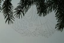 Spider's Web Looks Like Royal Jewelry