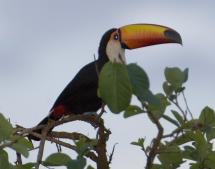 Iguazu Falls - Toco Toucan