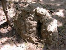 Giant Ant Hill - Vietnam War