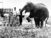 Rosie - Circus Elephant at the Beach