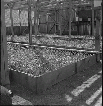 Guayule Seedlings