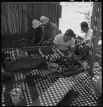 Nurserymen at Manzanar