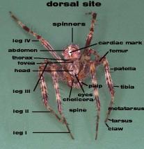 Spider Spinners