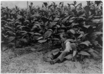 Young Lad Picking Tobacco