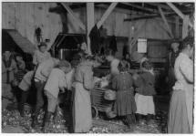 Children Shucking Oysters