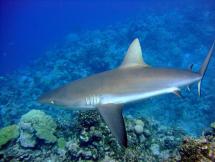 Reef Sharks and the Castaways