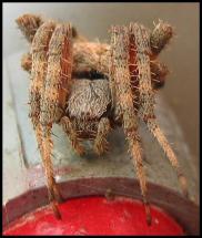 Close-up of Araneus Cavaticus