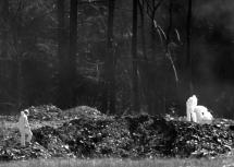 United 93 - Crash Site Debris Field in Pennsylvania