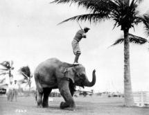 Rosie the Elephant - Golfing on Her Back