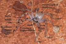 Spider Body Parts
