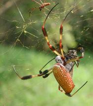 Charlotte's Web at AwesomeStories