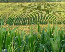 Corn Fields