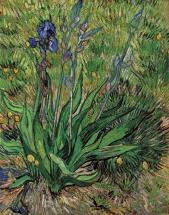 Iris - Vincent's May, 1889 Painting