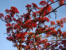 Flame Tree