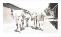 Draft Horses at Ridgewood Ranch