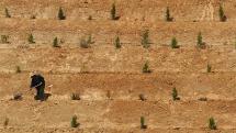 Planting New Trees in China
