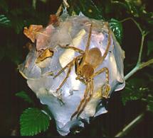 Female Spider Sits on her Cocoon