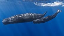 Sperm Whale with Her Male Calf