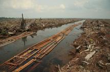 Deforestation in Indonesia