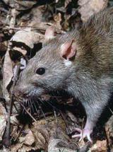 Templeton - The Rat