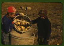 Children Gathering Potatoes Near Caribou, Maine