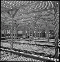 View of the Guayule Project