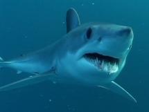 Mako Sharks - Green Hornet Castaways