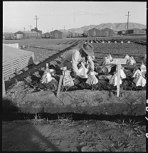 Internment Camp Gardens