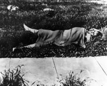 Altered Press Photos - Elizabeth Short