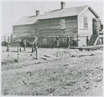 Chicago Homestead with Cows